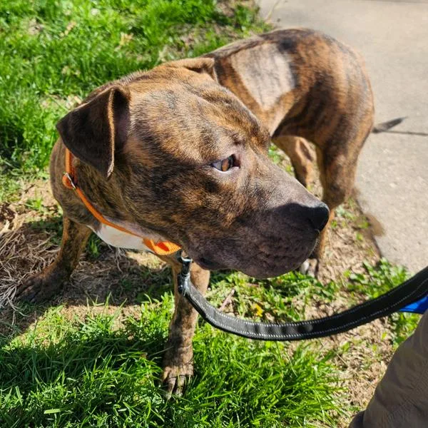 An adult medium-sized female Terrier dog named Khadija for adoption in Des Moines, IA