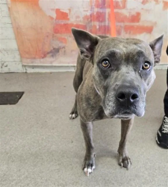 An adult medium-sized female Pit Bull Terrier dog named Leslie for adoption in San Bernardino, CA