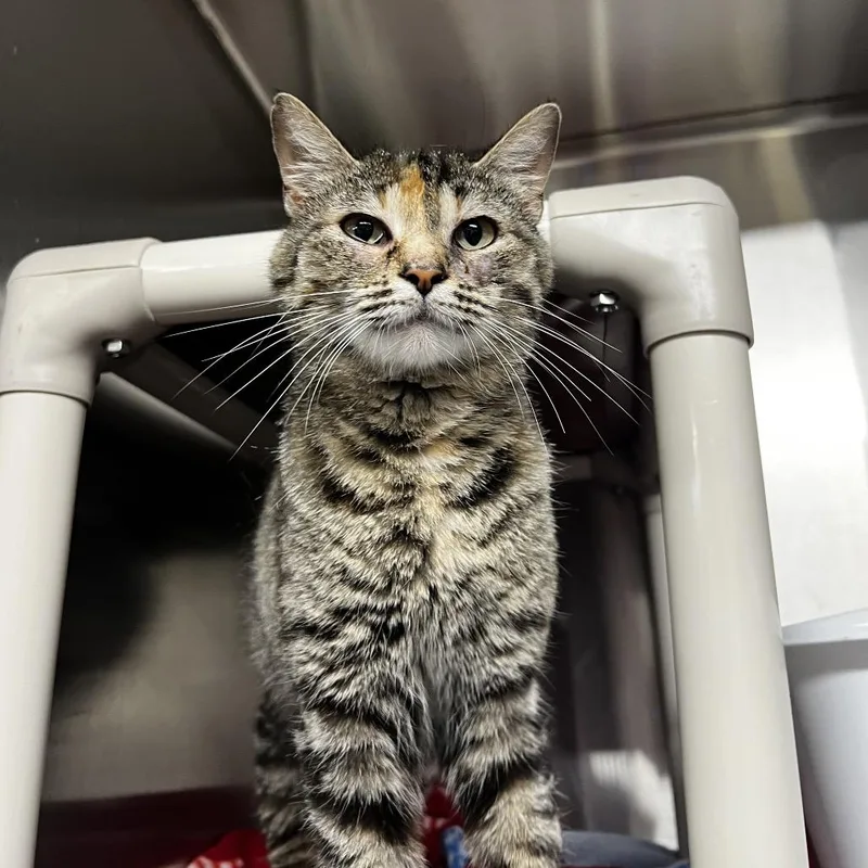 An adult medium-sized female Calico Domestic Short Hair cat named Renee for adoption in Harrisville, WV
