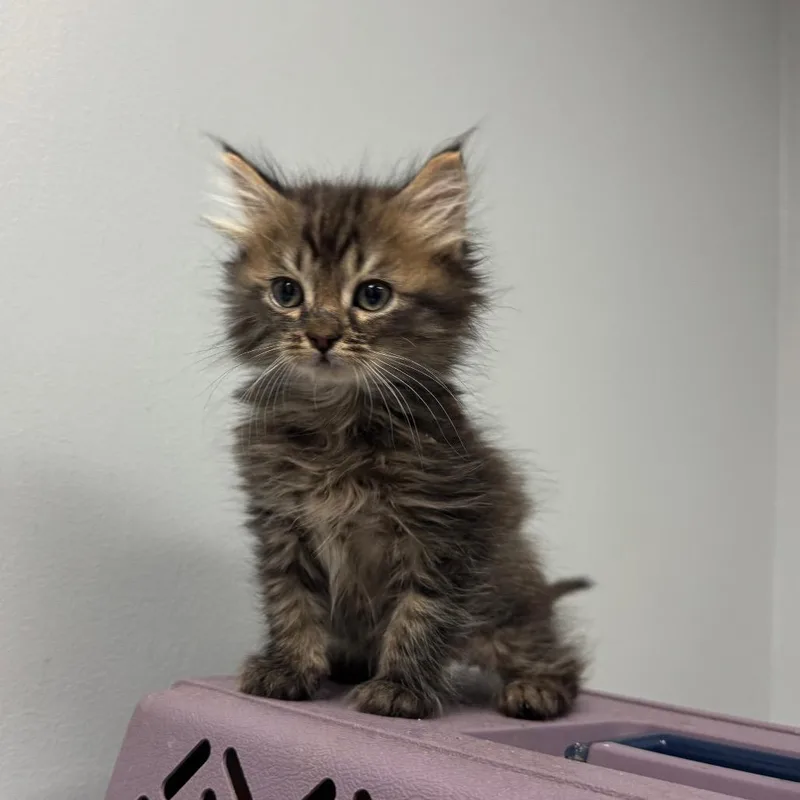A baby small-sized male Brown / Chocolate Domestic Short Hair cat named Water Gun for adoption in Columbus, GA