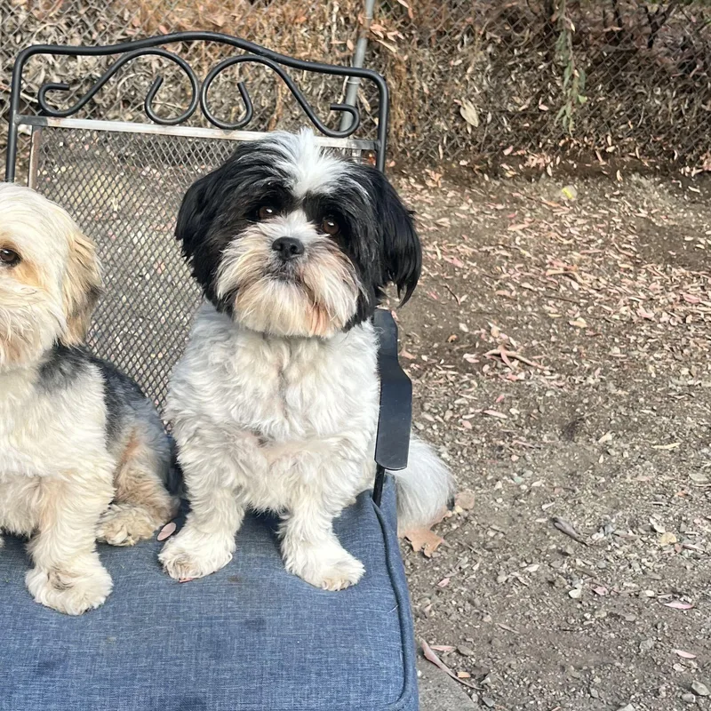 A senior small-sized male Shih Tzu dog named Jasper for adoption in Lafayette, CA