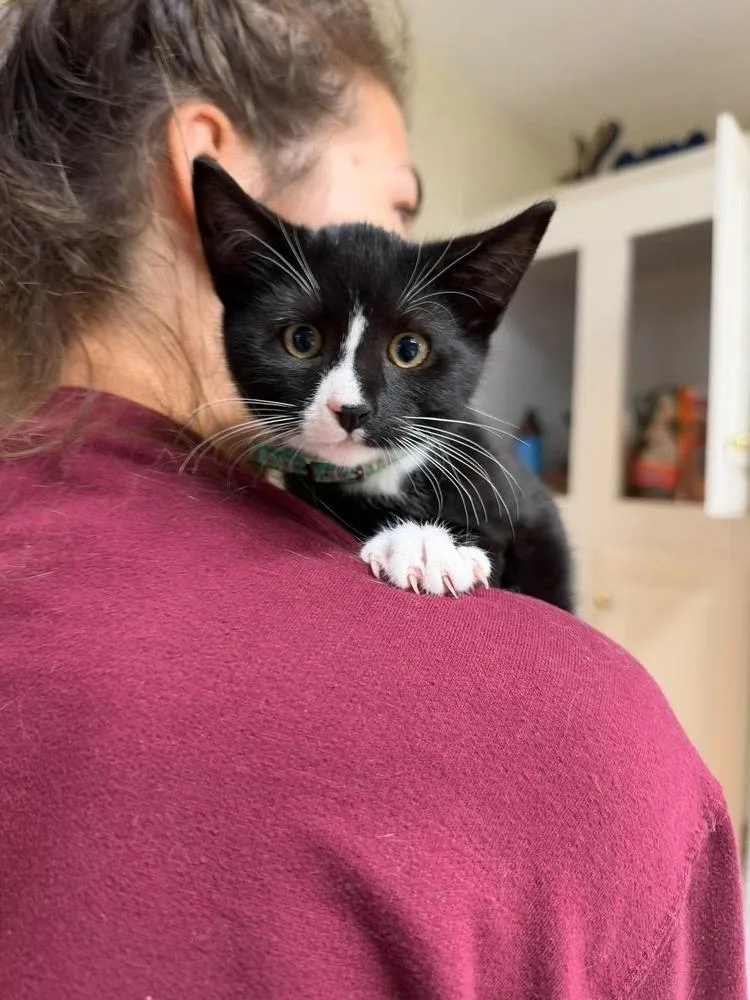 A baby small-sized male Black & White / Tuxedo Domestic Short Hair cat named Sir Pickles for adoption in Milton, DE