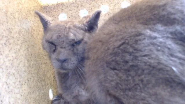 An adult medium-sized male Domestic Short Hair cat named Nabokov for adoption in Downey, CA