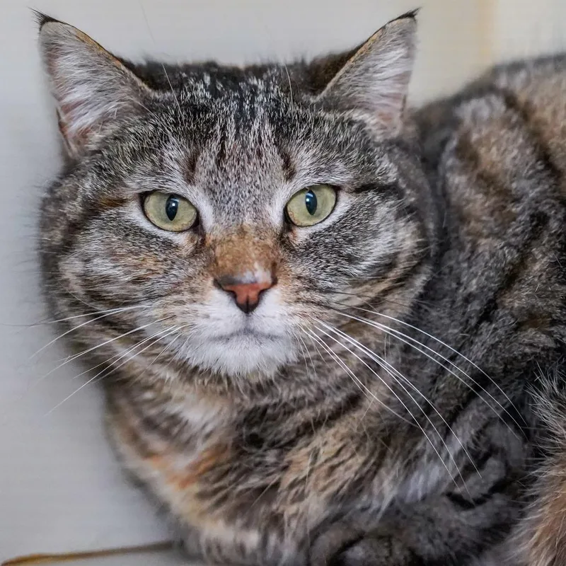 Lemonade thumbnail 2