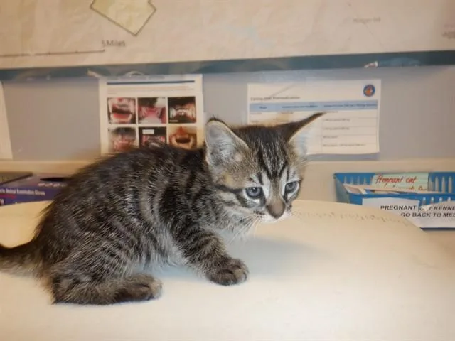 A baby small-sized male Domestic Medium Hair cat named A for adoption in San Jose, CA