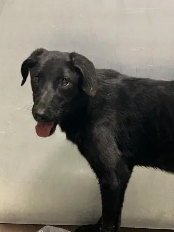A young medium-sized male Labrador Retriever dog named Dean for adoption in Bakersfield, CA