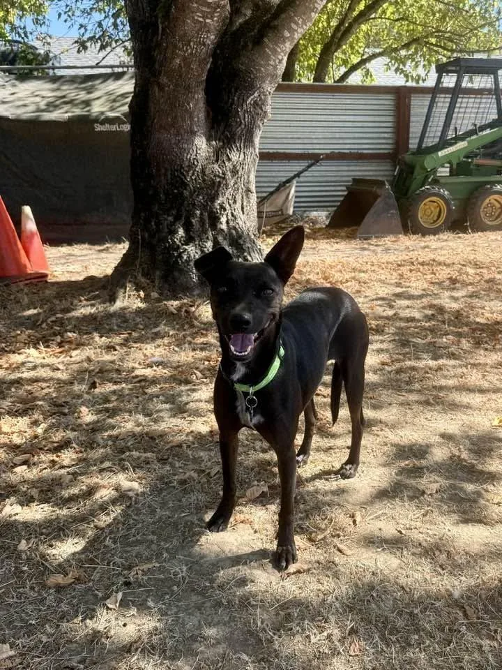 A young small-sized female Black Terrier dog named Michelle for adoption in Santa Rosa, CA