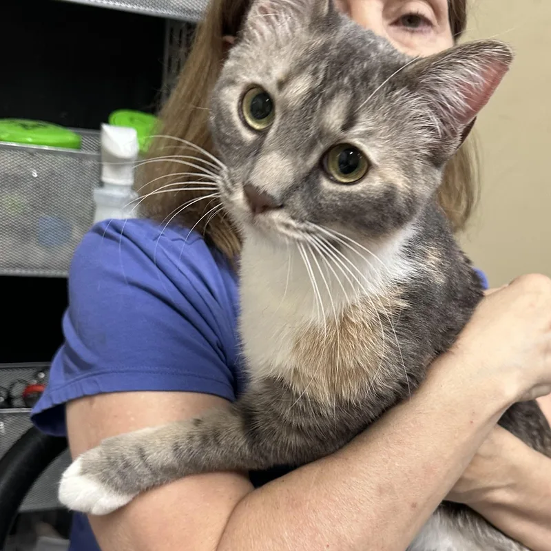 A young medium-sized female Dilute Tortoiseshell cat named Cali Coming In for adoption in Clifton, NJ