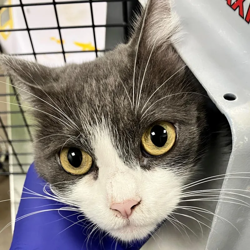 An adult medium-sized female Domestic Short Hair cat named Sage for adoption in Las Cruces, NM