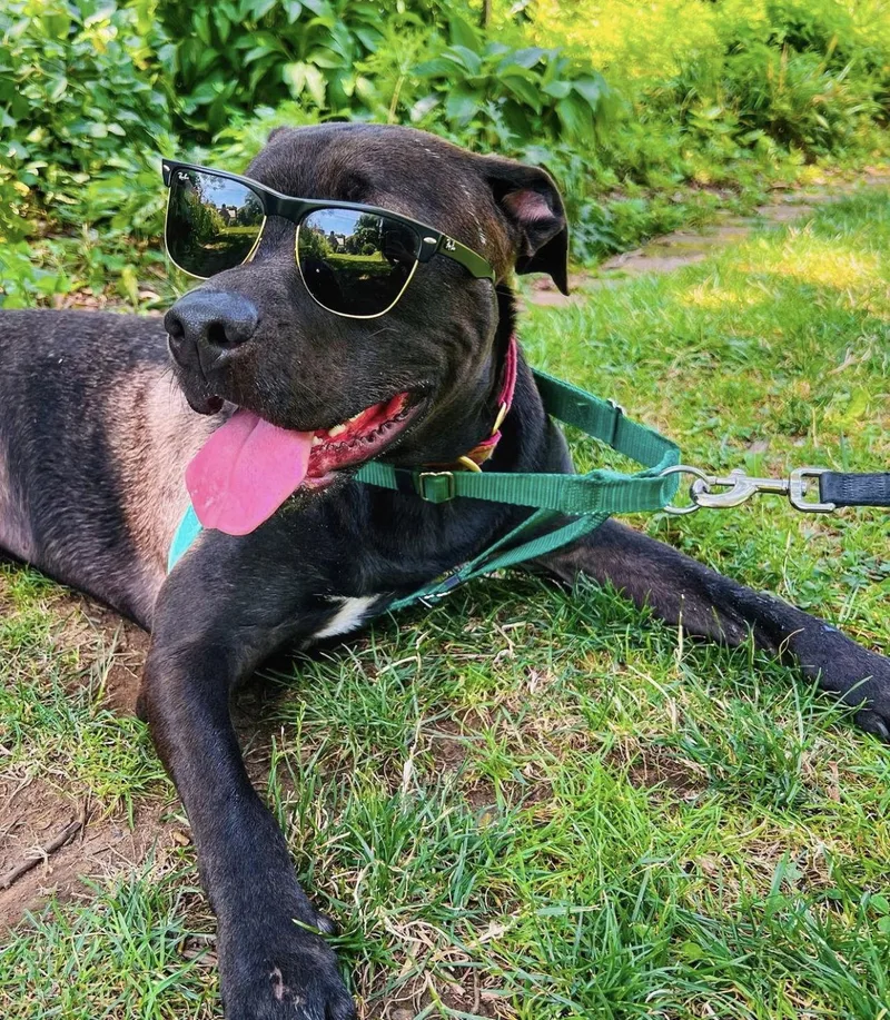An adult large-sized male Labrador Retriever dog named Astro for adoption in Holly Springs, NC