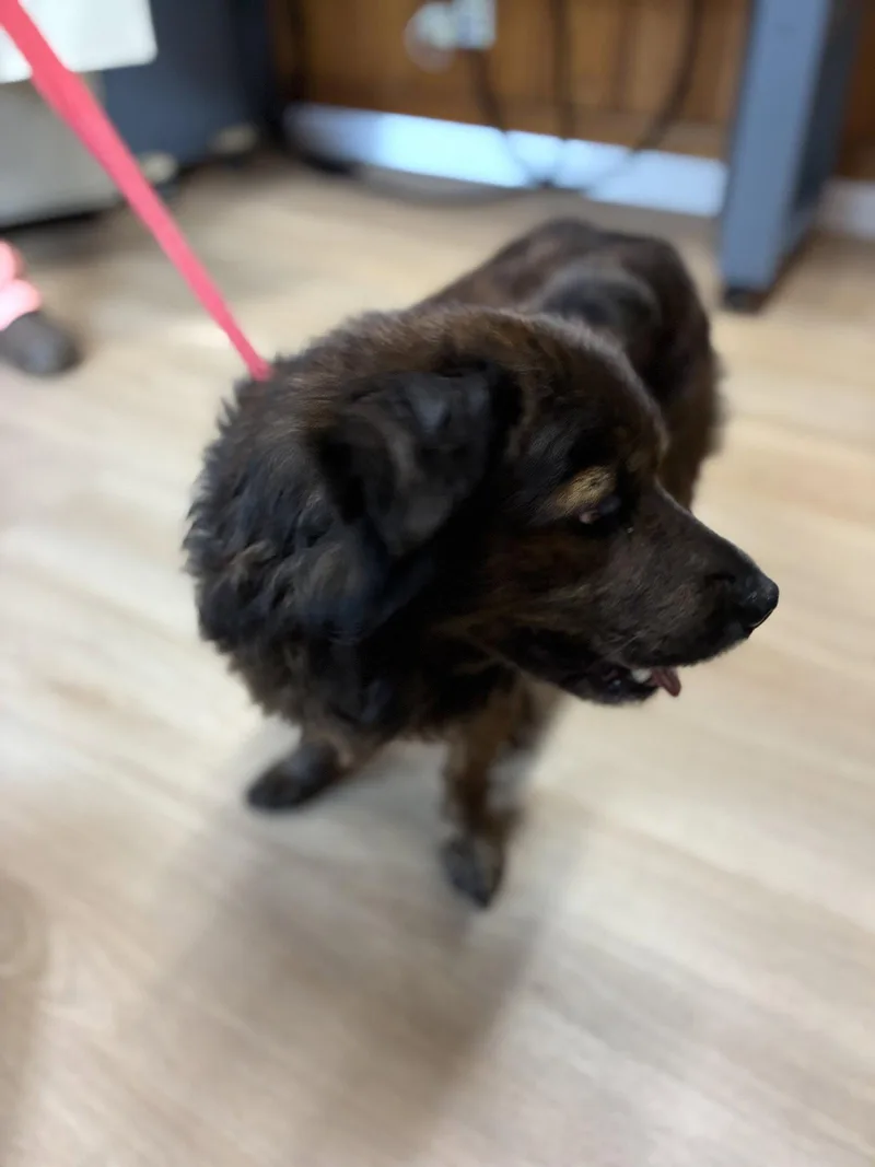 An adult medium-sized male Shepherd dog named Roscoe for adoption in Raleigh, NC