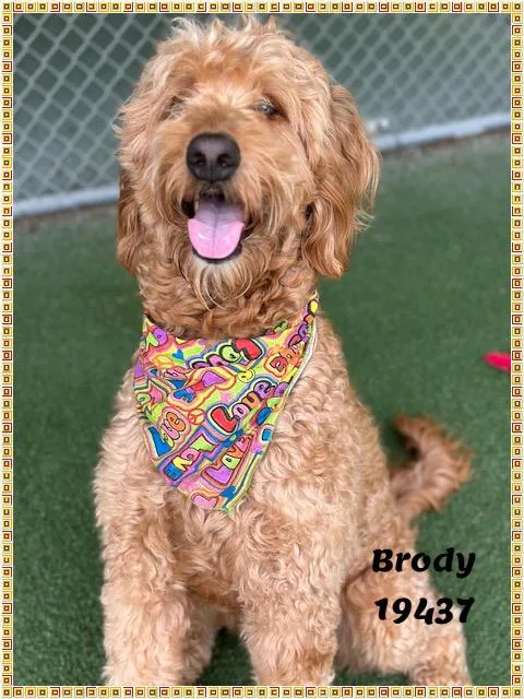 An adult large-sized male Red / Chestnut / Orange Labradoodle dog named Brody See Also Sawyer for adoption in Marietta, GA