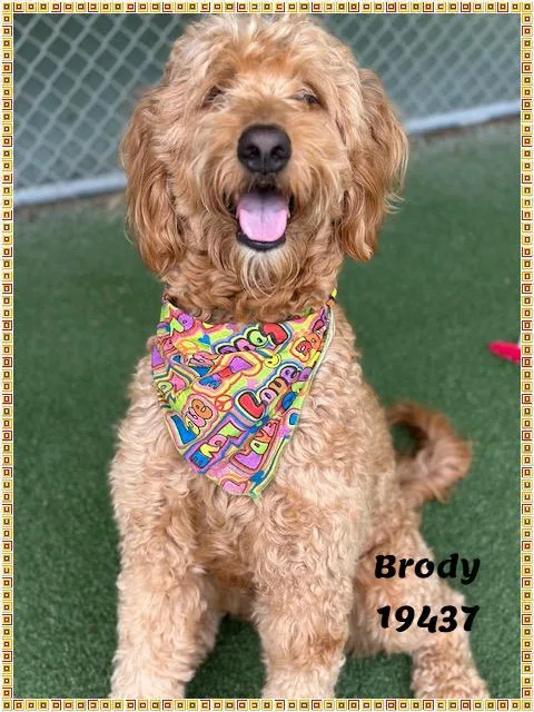 Brody See Also Sawyer thumbnail 2