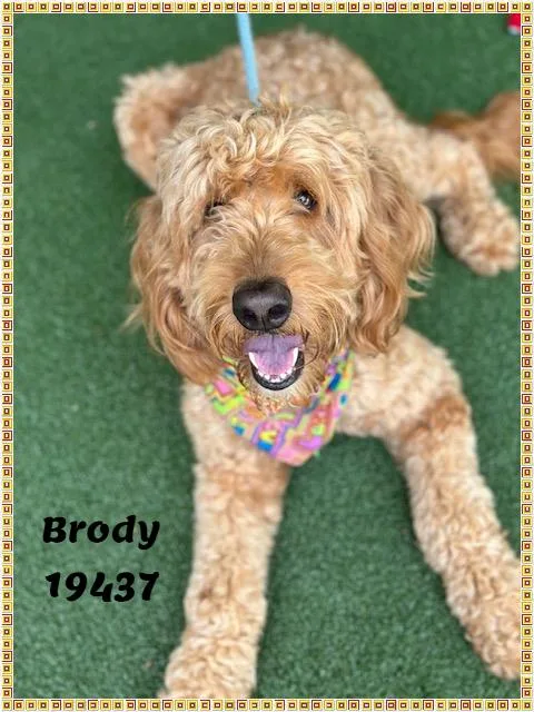 Brody See Also Sawyer thumbnail 3