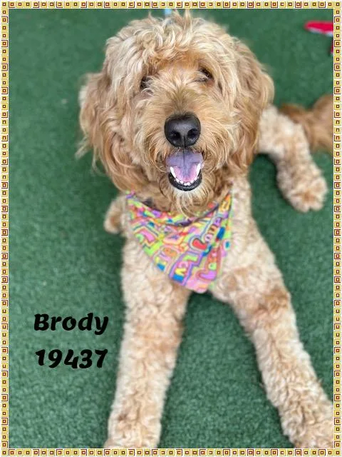 Brody See Also Sawyer thumbnail 5