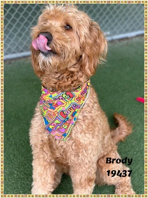 Brody See Also Sawyer thumbnail 6