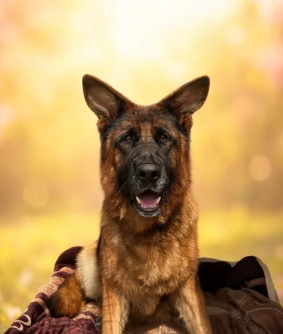 An adult large-sized female German Shepherd Dog dog named Molly for adoption in San Pedro, CA