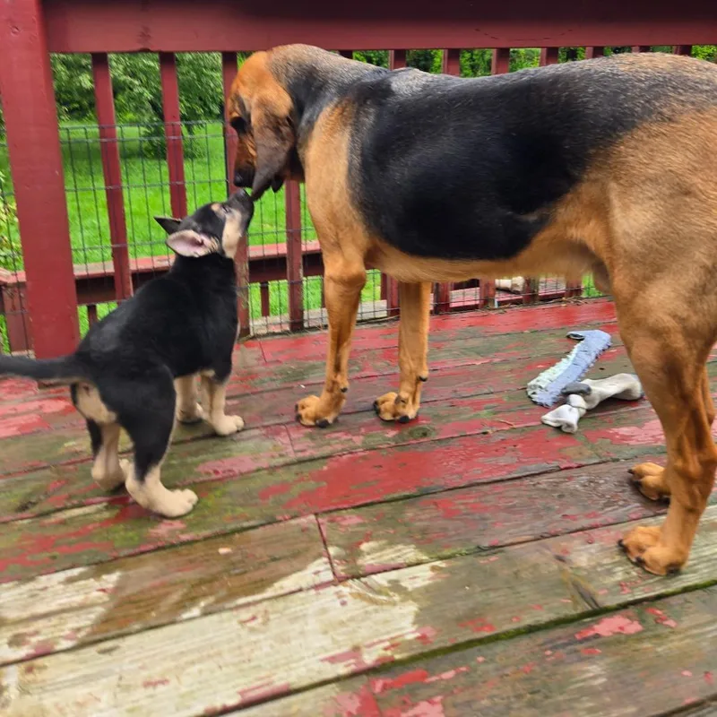 A baby large-sized male Black Shepherd dog named Ct Dash for adoption in Stormville, NY
