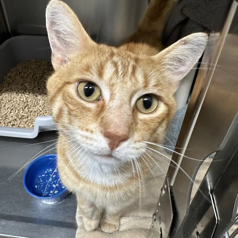 A young large-sized male Orange / Red Domestic Short Hair cat named Sweet Potato for adoption in Mentor, OH