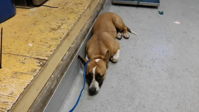 A young medium-sized female Bull Terrier dog named Tulsa for adoption in Tulsa, OK