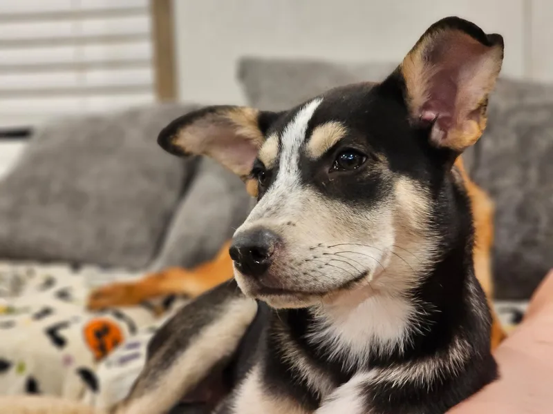 A baby medium-sized male Black Husky dog named Yarrow for adoption in Newfoundland, NJ