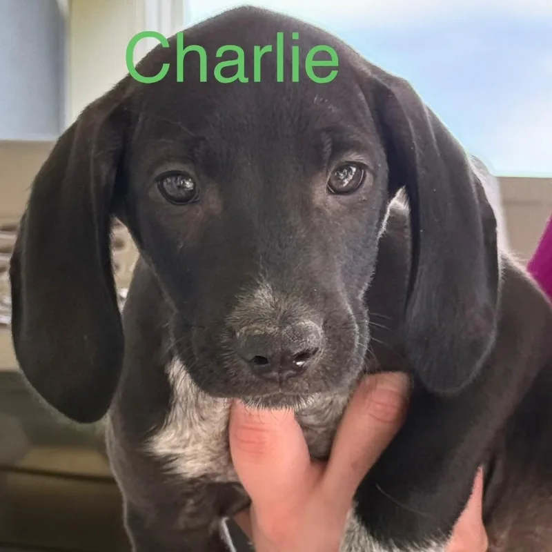 A baby small-sized male Black Mixed Breed dog named Charlie for adoption in Allentown, PA