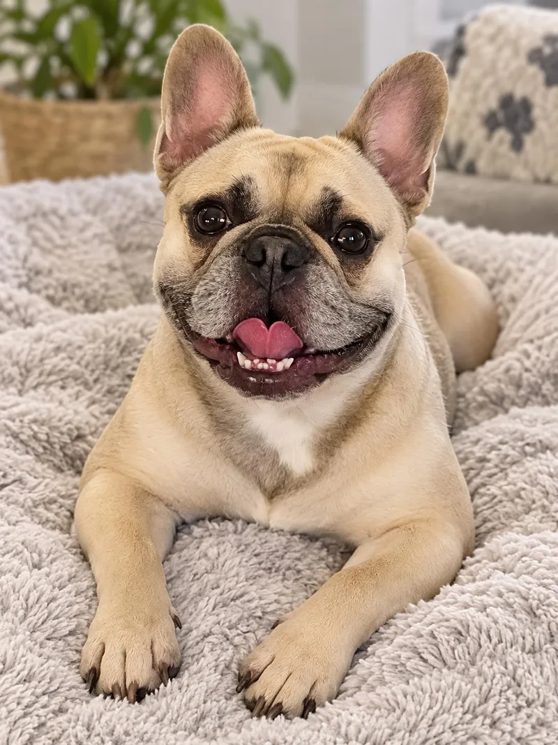 A young small-sized female French Bulldog dog named Cha Cha for adoption in Plano, TX