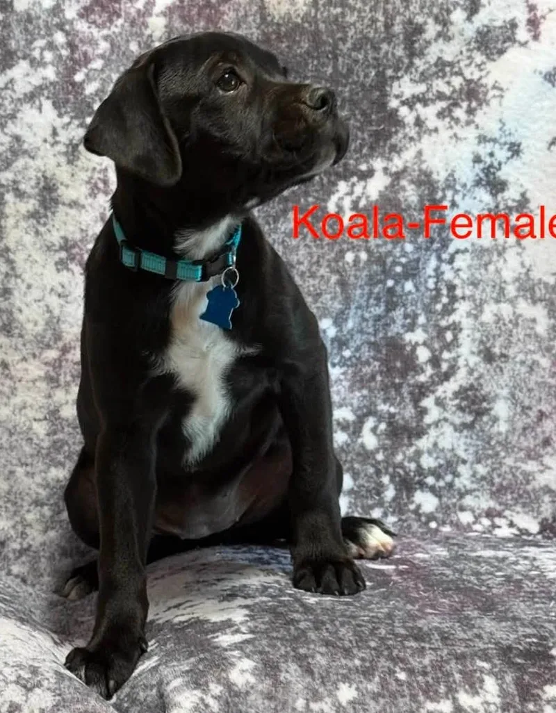 A baby medium-sized female Black Pug dog named Koala for adoption in San Tan Valley, AZ