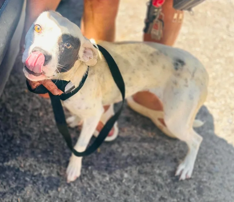 A young medium-sized female Harlequin Pit Bull Terrier dog named Pixie for adoption in Sandia Park, NM