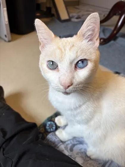 Moe