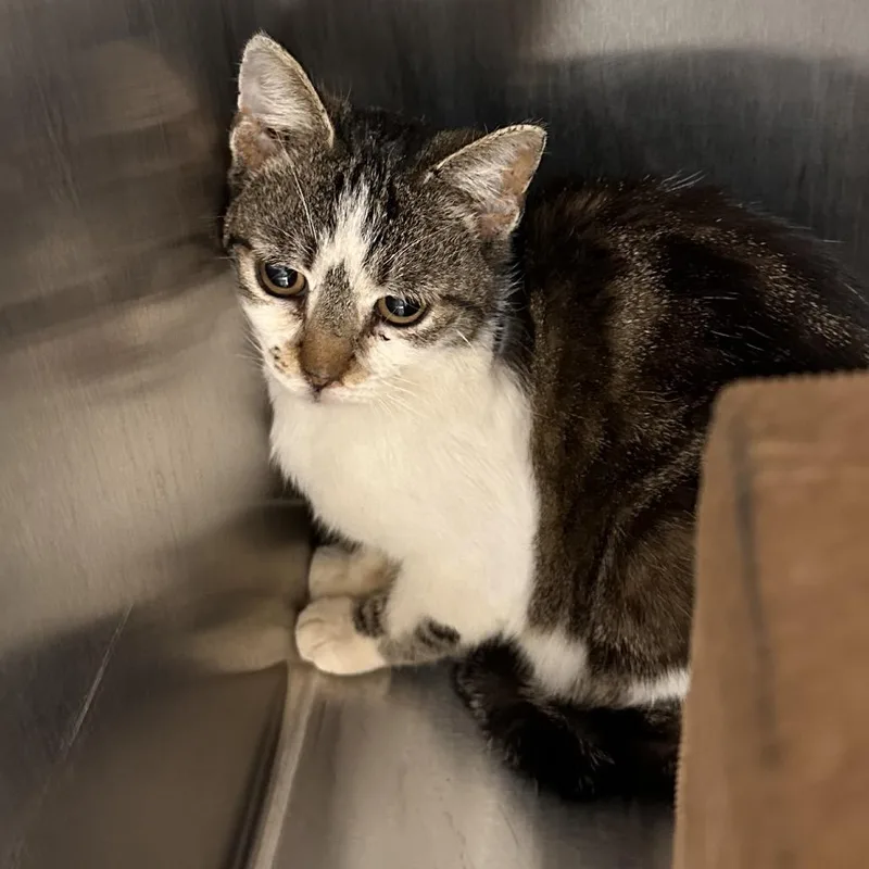 A young medium-sized female Brown / Chocolate Domestic Short Hair cat named Patsy for adoption in East Smithfield , PA