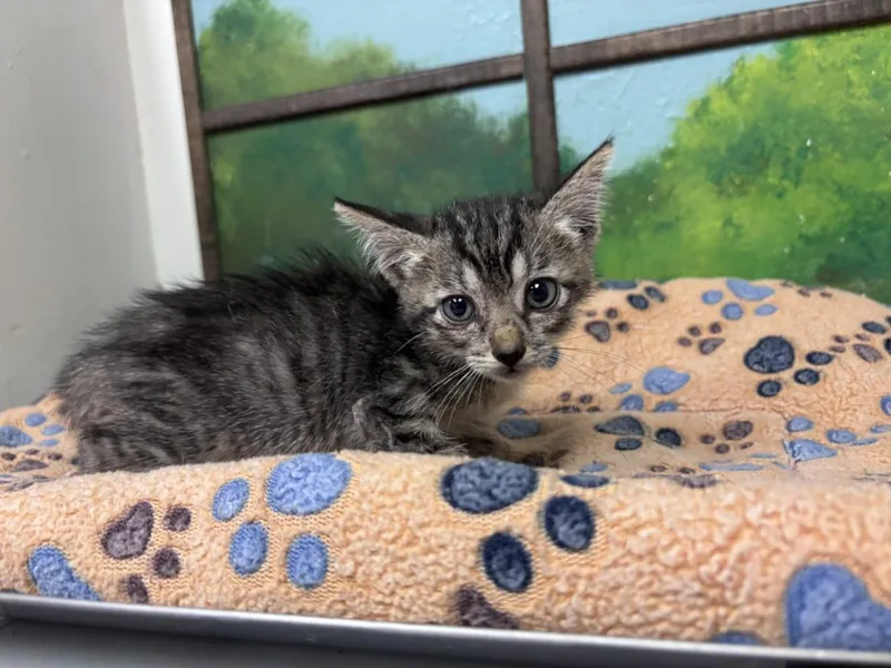 A baby small-sized male Domestic Short Hair cat named Lenny for adoption in Houston, TX