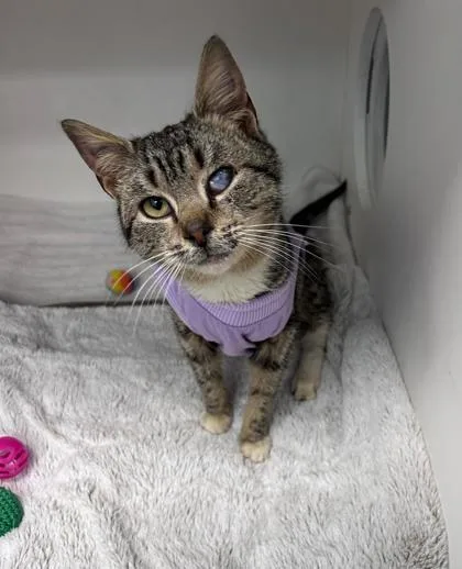 An adult small-sized female Domestic Short Hair cat named Daffodil for adoption in Manteo, NC