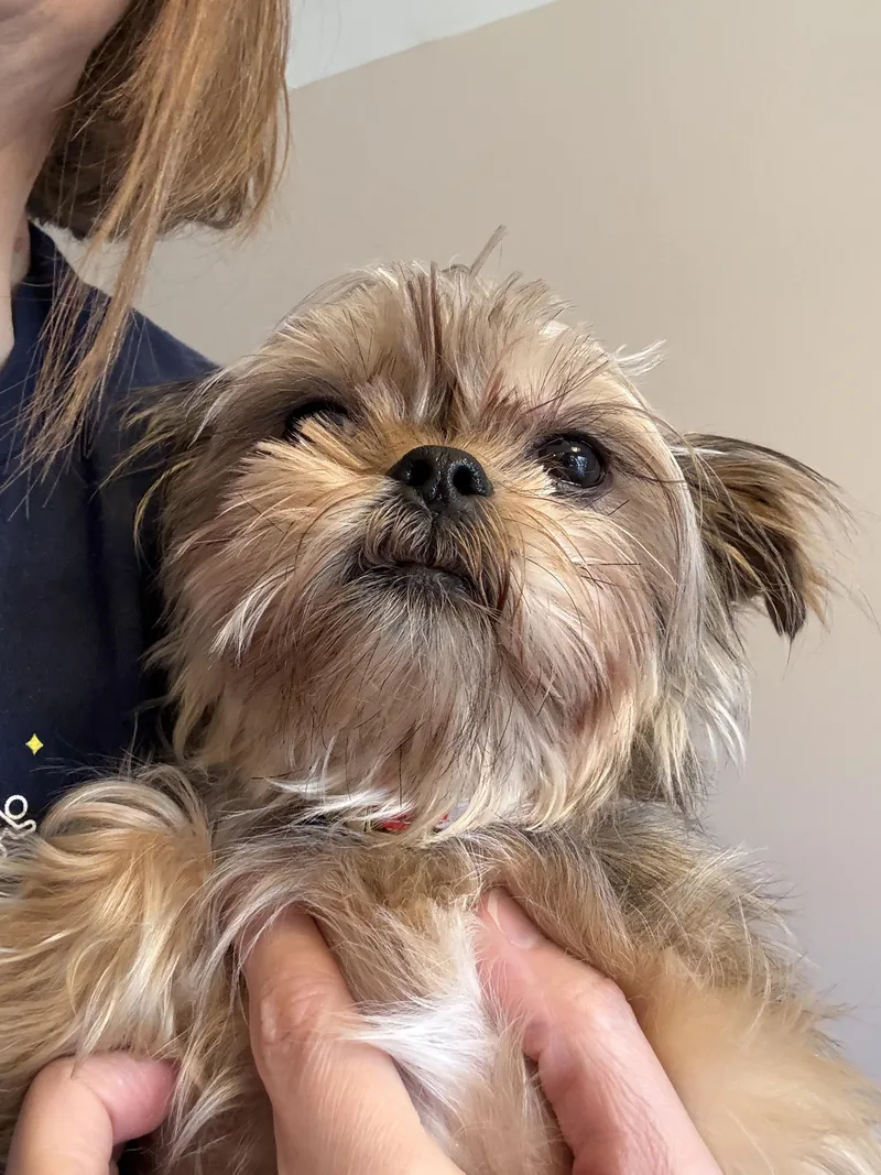 A young small-sized male Tricolor (Brown, Black, & White) Mixed Breed dog named Artemis for adoption in Medford, NJ