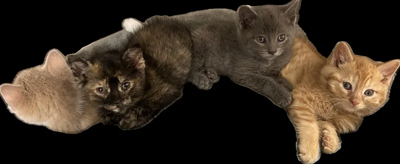 Cat Rat