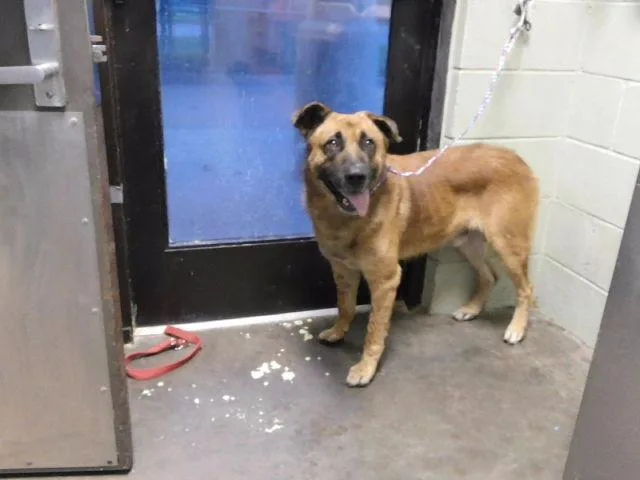 An adult large-sized male German Shepherd Dog dog named Dagger for adoption in Tulsa, OK