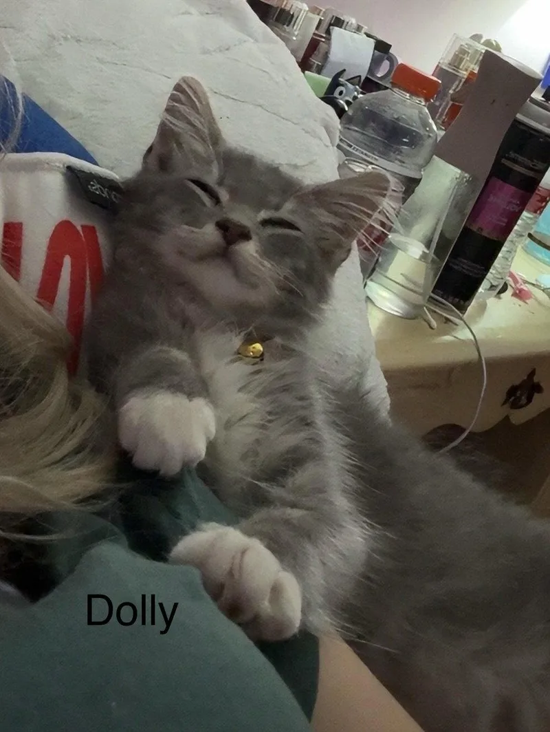 A baby medium-sized female Domestic Short Hair cat named Dolly for adoption in White Bluff, TN