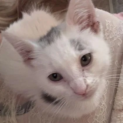 A baby small-sized male Domestic Short Hair cat named Earl for adoption in Janesville, WI