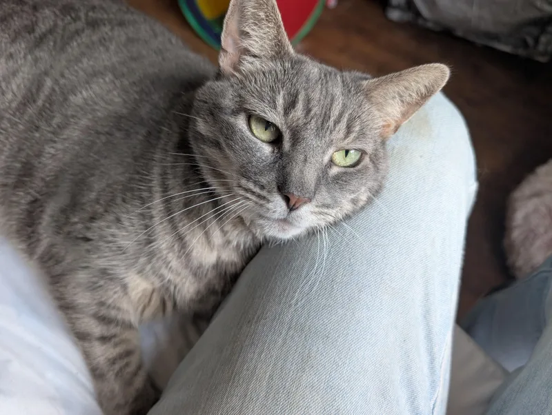 An adult medium-sized female Tabby (Gray / Blue / Silver) Domestic Short Hair cat named Regal Renata for adoption in Stamford, CT