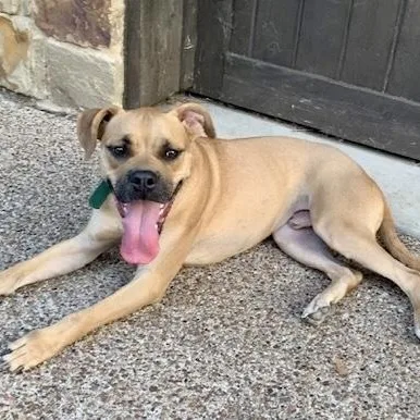 An adult medium-sized male Apricot / Beige Boxer dog named Sugar for adoption in Baytown, TX