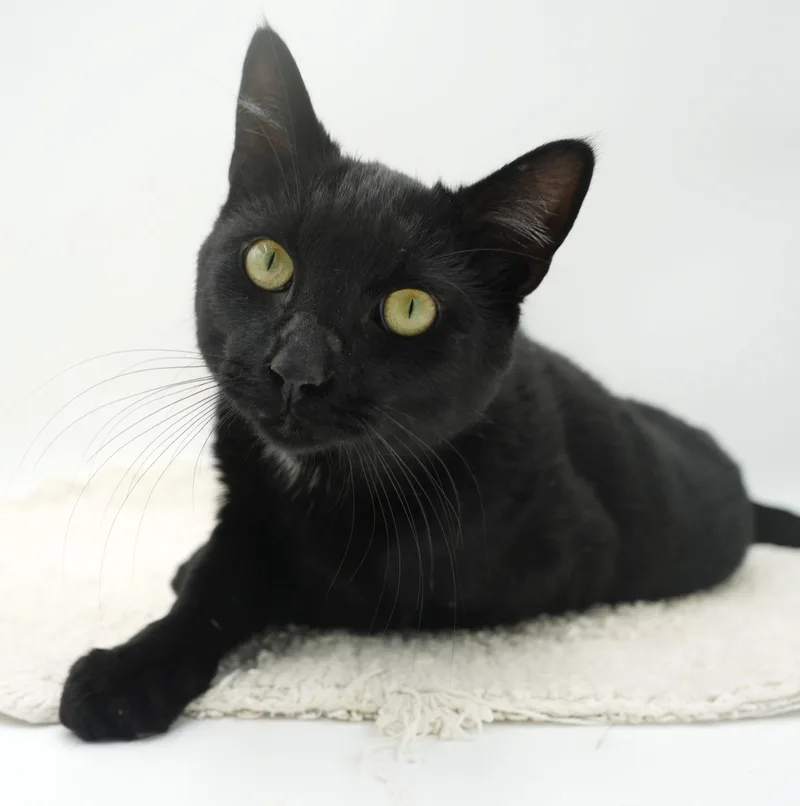A young medium-sized male Black Bombay cat named Spooky Is Sweet And for adoption in Bedford Hills, NY