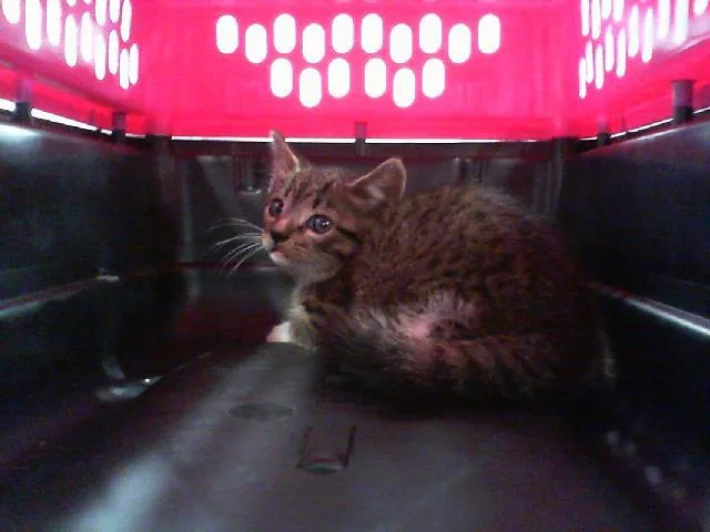 A baby small-sized male Domestic Short Hair cat named A for adoption in Charlotte, NC