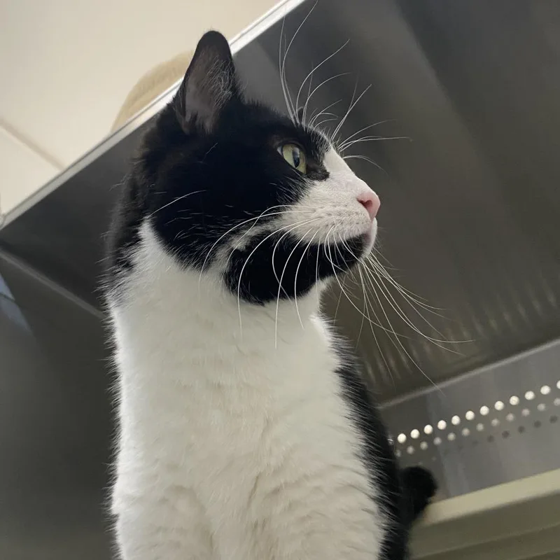 Chat Noir thumbnail 2