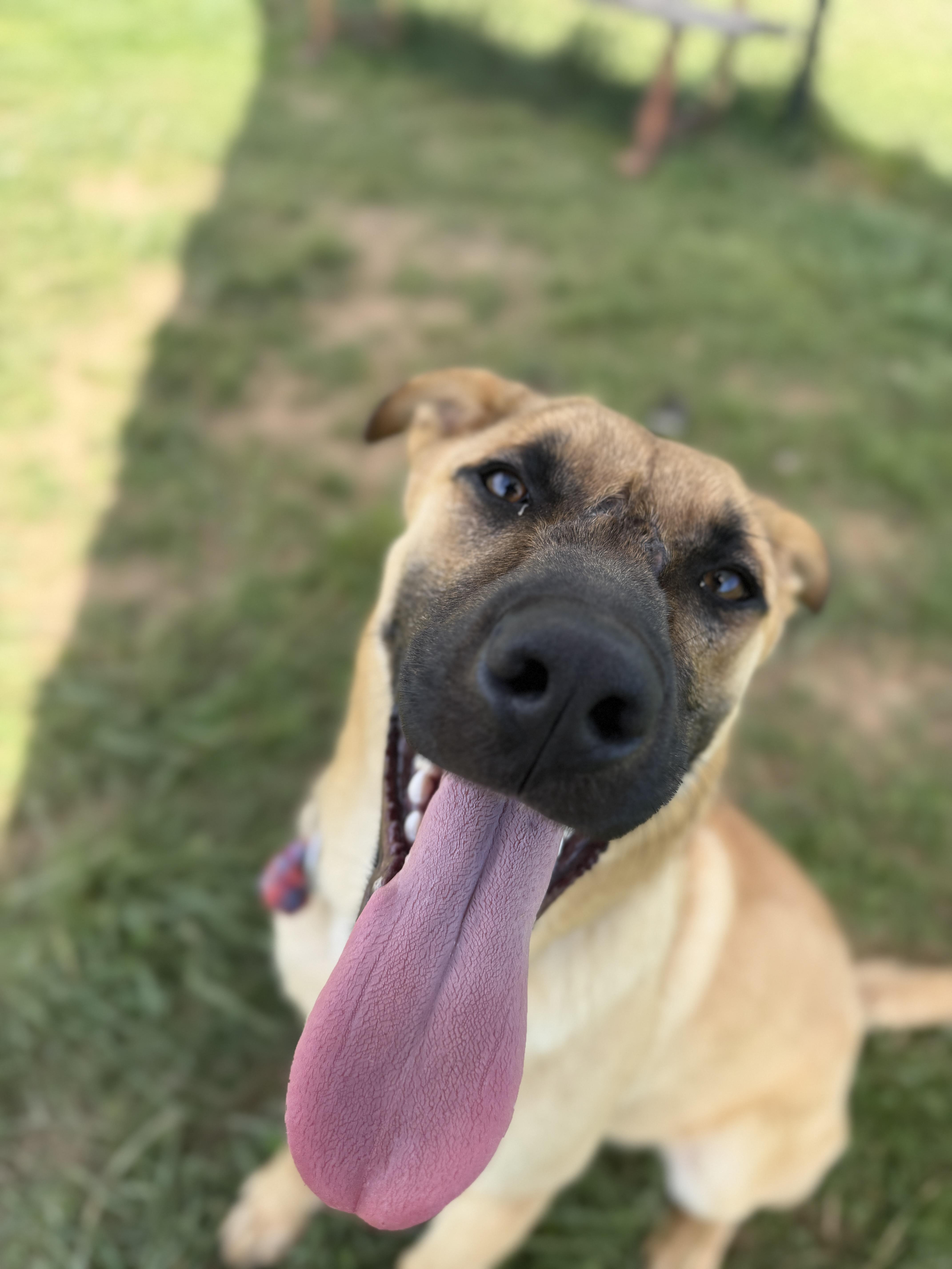A young medium-sized male Yellow / Tan / Blond / Fawn German Shepherd Dog dog named Kingston for adoption in Lebanon, TN