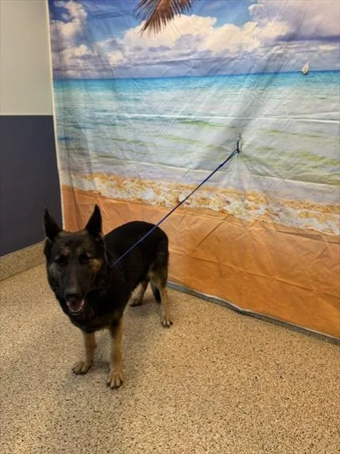 An adult extra large-sized female German Shepherd Dog dog named Primrose for adoption in Miami, FL