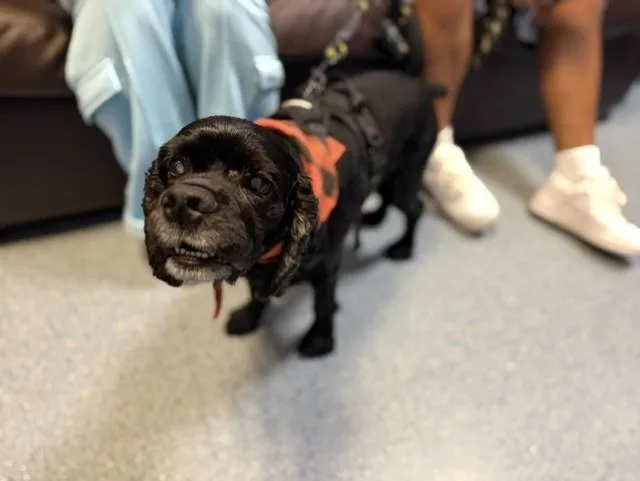 An adult medium-sized male Cocker Spaniel dog named Merlin for adoption in Miami, FL