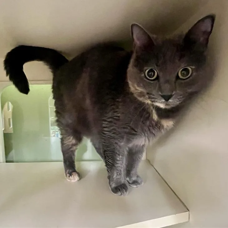 An adult medium-sized female Dilute Tortoiseshell Domestic Short Hair cat named Pennie for adoption in Prince Frederick, MD