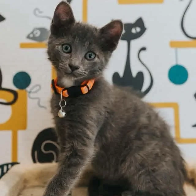 A baby medium-sized male Gray / Blue / Silver Domestic Short Hair cat named Shiva for adoption in Kentwood, MI