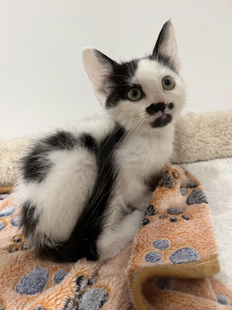A baby small-sized male Gray / Blue / Silver Domestic Short Hair cat named Flynn for adoption in Columbus, IN