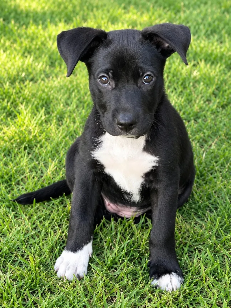 A baby medium-sized female Black Labrador Retriever dog named Jinx for adoption in Humble, TX